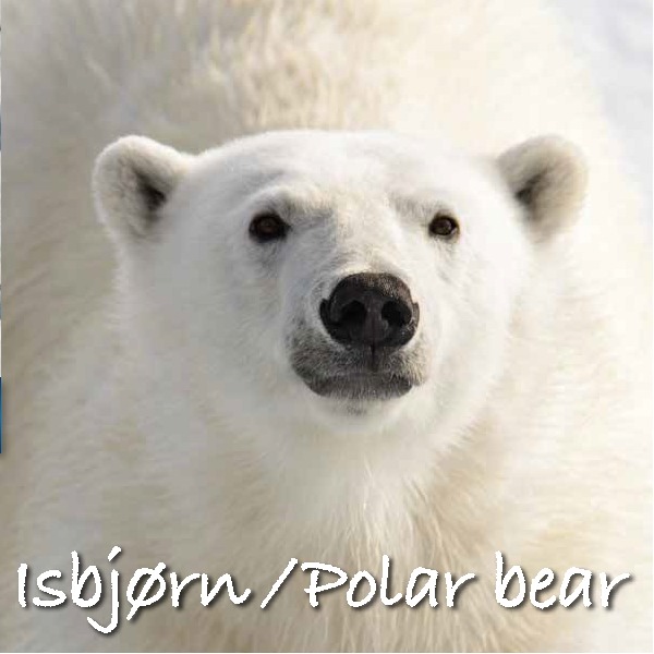 DOV7052  7052 Kort med lyd og bilde, Polar Bear ReallyWildCards