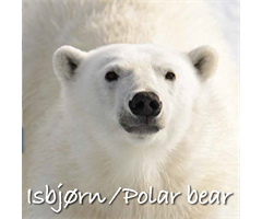 DOV7052  7052 Kort med lyd og bilde, Polar Bear ReallyWildCards
