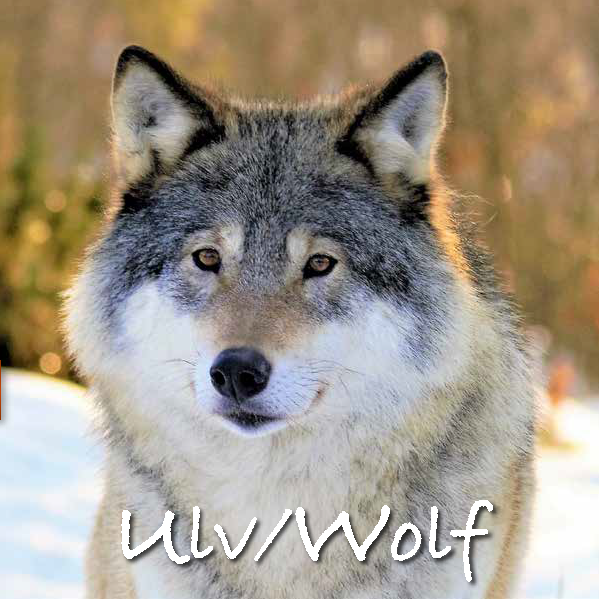 DOV7057   Kort med lyd og bilde, Norwegian Wolf ReallyWildCards